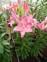 [4329 Lexus VZ No01.JPG]